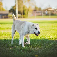 Central Asian Shepherd Dog
