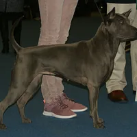 Thai Ridgeback, picture 6 of 9