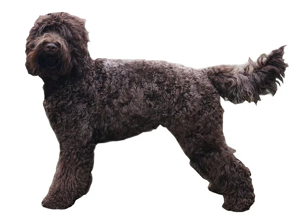 A Barbet