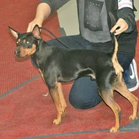 American Hairless Terrier, picture 8 of 8