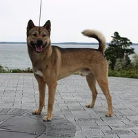 Kishu Ken, picture 3 of 10