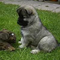 Eurasier, picture 6 of 8