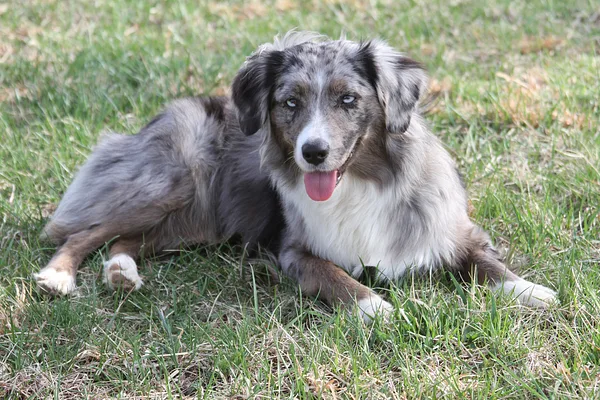 A Miniature American Shepherd
