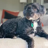 Tibetan Terrier, picture 5 of 9