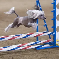 Chinese Crested, picture 10 of 10