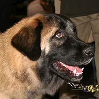 Estrela Mountain Dog