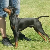 Manchester Terrier (Standard), picture 9 of 10