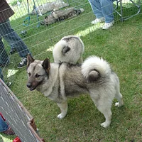 Norwegian Elkhound, picture 10 of 10
