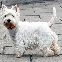 West Highland White Terrier, picture 2 of 8