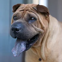 Chinese Shar-Pei, picture 2 of 10