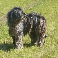 Bergamasco Sheepdog