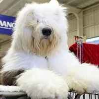 Old English Sheepdog, picture 8 of 9