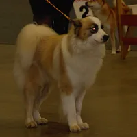 Yakutian Laika, picture 5 of 8