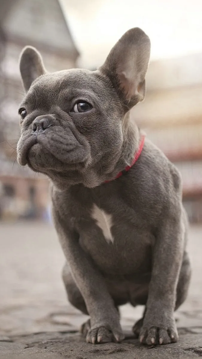 French Bulldog dog, photographed by Chraibi7886678