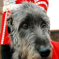 Irish Wolfhound, picture 5 of 7