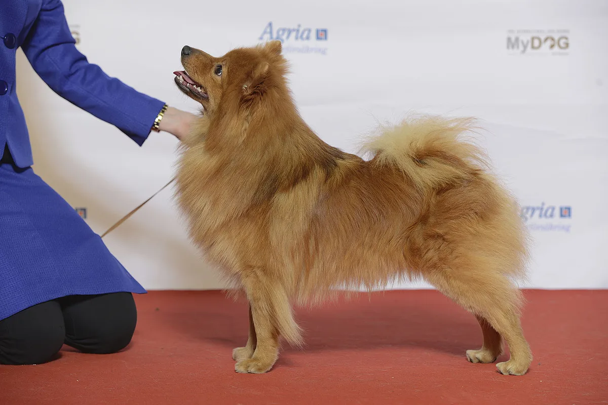 German Spitz