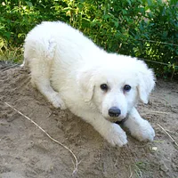 Kuvasz, picture 4 of 9