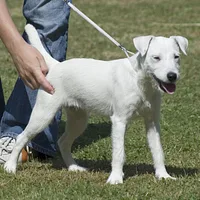 Parson Russell Terrier, picture 6 of 9