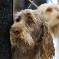 Spinone Italiano, picture 5 of 9