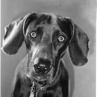 Weimaraner, picture 6 of 8