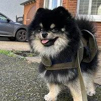 Pomeranian, picture 5 of 8