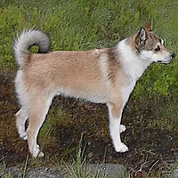 Norwegian Lundehund, picture 1 of 8