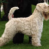 Soft Coated Wheaten Terrier, picture 2 of 8