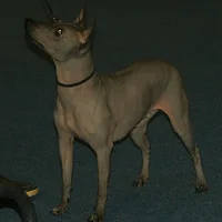 American Hairless Terrier, picture 4 of 8