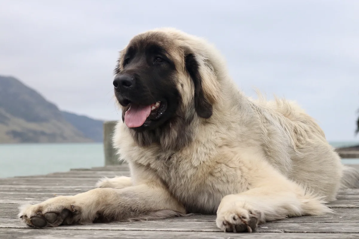 Leonberger dog, photographed by Charlie Mitchell