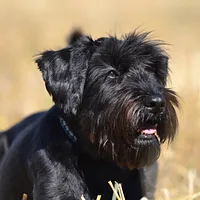 A Standard Schnauzer dog