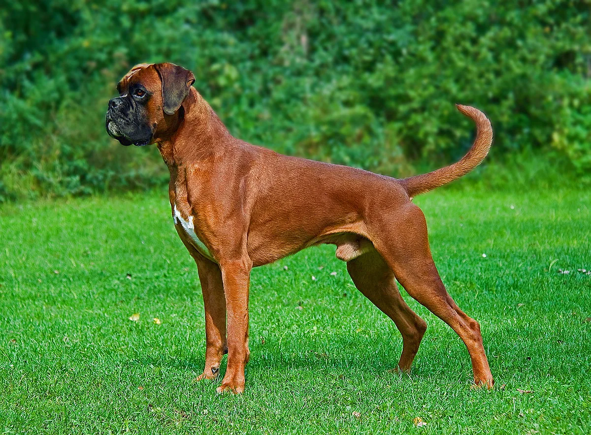 Boxer dog, photographed by Mood210