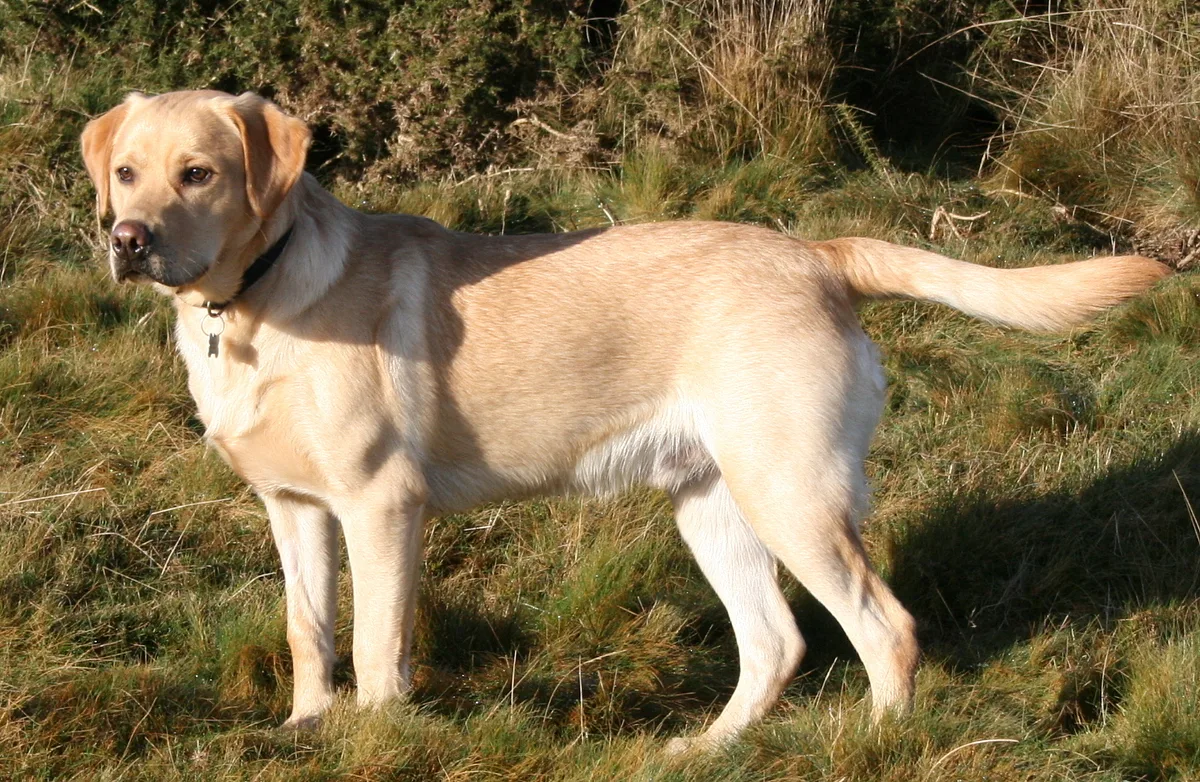 Labrador Retriever dog, photographed by IDS.photos from Tiverton, UK