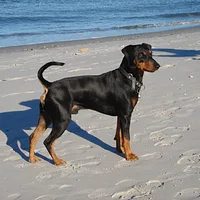 German Pinscher