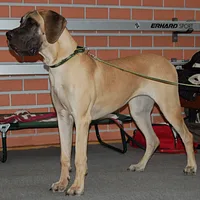 Great Dane, picture 3 of 7
