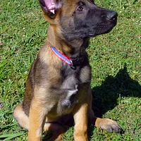 Belgian Laekenois