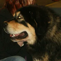 Tibetan Mastiff, picture 6 of 10