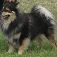 Finnish Lapphund