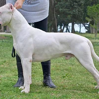 Dogo Argentino