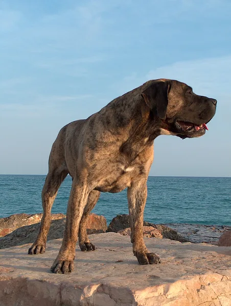 A Perro de Presa Canario