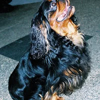Japanese Chin, picture 7 of 7