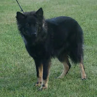 Lapponian Herder, picture 6 of 10