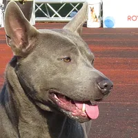 A Thai Ridgeback dog