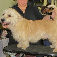Glen of Imaal Terrier, picture 10 of 10