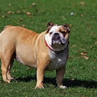 Bulldog