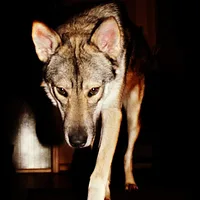 Czechoslovakian Vlcak