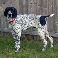 A Braque du Bourbonnais dog