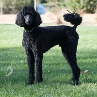 Poodle (Miniature), picture 1 of 9