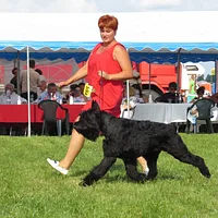 Giant Schnauzer
