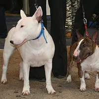 Miniature Bull Terrier, picture 9 of 9