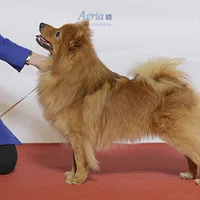 German Spitz